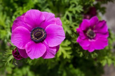 Purple poppy head or anenome flower close-up view clipart