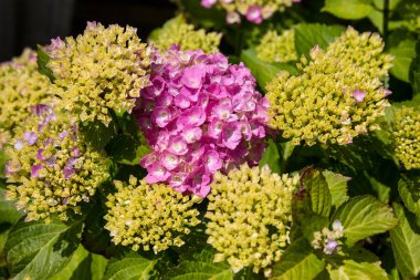 Güney Galler, İngiltere'de bir bahçede mor ve beyaz ortanca bitkilerde