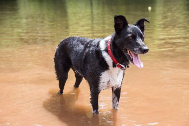 Şirin melez collie çapraz bir nehir Galler İngiltere'de onun top ile oynayan köpek