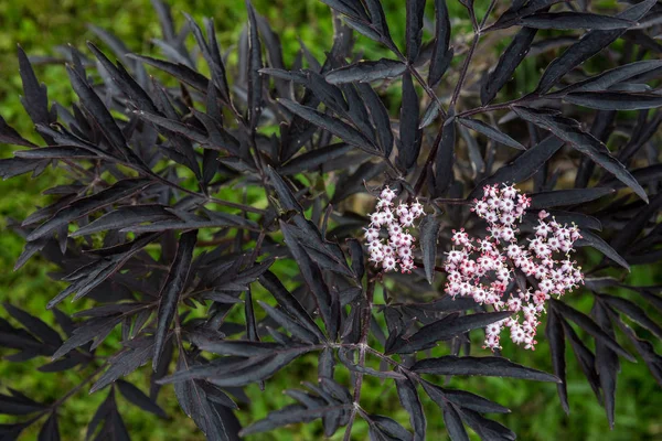 Siyah Dantel Mürver Fabrikayı Kapatmak Görünümü Güzel Pembe Beyaz Çiçekler — Stok fotoğraf