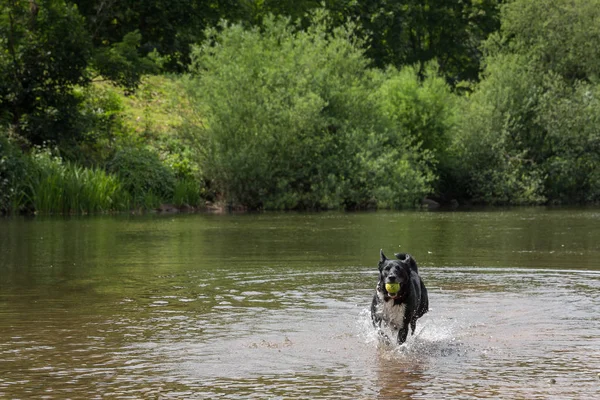 Cute mongrel collie cross dog playing with his ball in a river in Wales UK