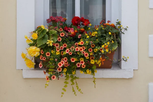 Window planter box with a stunning display of flowers in a small village in Wales UK