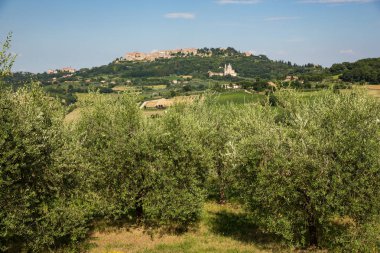 Olive trees in Tuscany, with the hilltop town of Montepulciano in the background. clipart