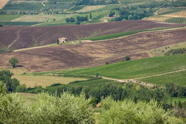 Olivové Háje Dům Postupné Toskánské Krajině Itálie — Stock fotografie