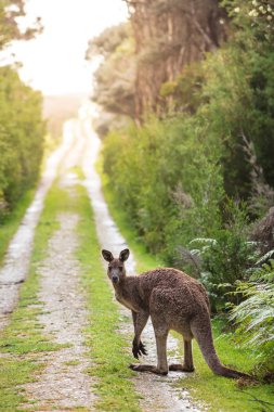 Wilson'ın Promontory Milli Parkı, Victoria, Avustralya Beach gaydı yolda geç öğleden sonra Doğu gri kanguru (Macropus giganteus) benekli