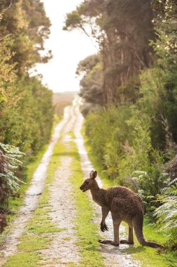 Wilson'ın Promontory Milli Parkı, Victoria, Avustralya Beach gaydı yolda geç öğleden sonra Doğu gri kanguru (Macropus giganteus) benekli
