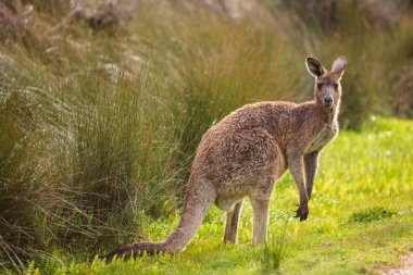 Wilson'ın Promontory Milli Parkı, Victoria, Avustralya Beach gaydı yolda geç öğleden sonra Doğu gri kanguru (Macropus giganteus) benekli