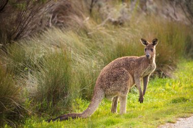 Wilson'ın Promontory Milli Parkı, Victoria, Avustralya Beach gaydı yolda geç öğleden sonra Doğu gri kanguru (Macropus giganteus) benekli