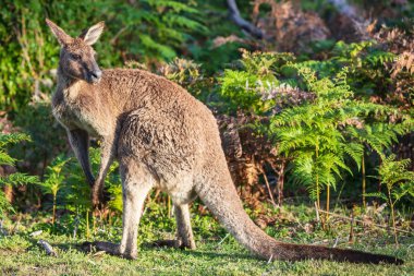 Wilson'ın Promontory Milli Parkı, Victoria, Avustralya Beach gaydı yolda geç öğleden sonra Doğu gri kanguru (Macropus giganteus) benekli