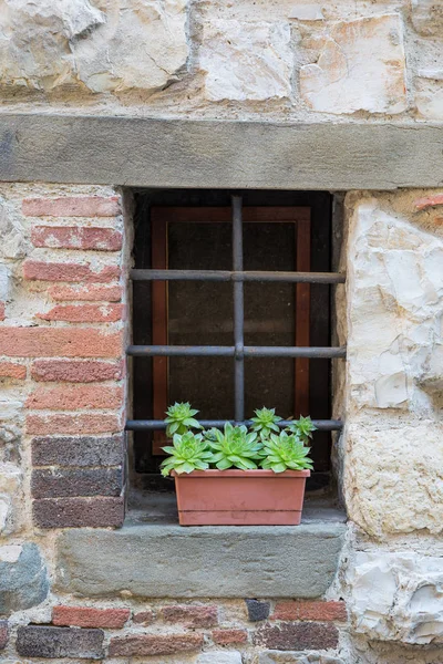 Succulent plants on a brick window ledge in Radda, Tuscany, Italy