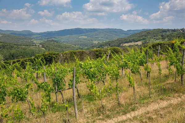 Προβολή Των Αμπελώνων Στους Λόφους Κοντά Radda Chianti Τοσκάνη — Φωτογραφία Αρχείου