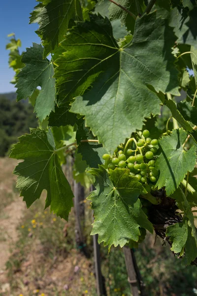 Unreife Trauben Die Einem Weinberg Chianti Toskana Italien Wachsen — Stockfoto
