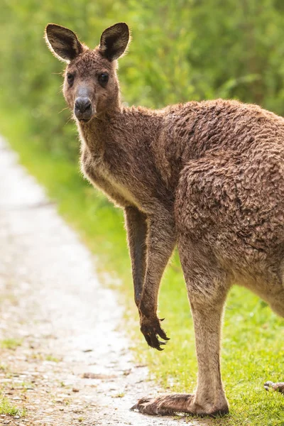 Oostelijke Grijze Reuzenkangoeroe Macropus Giganteus Gespot Late Namiddag Weg Naar — Stockfoto