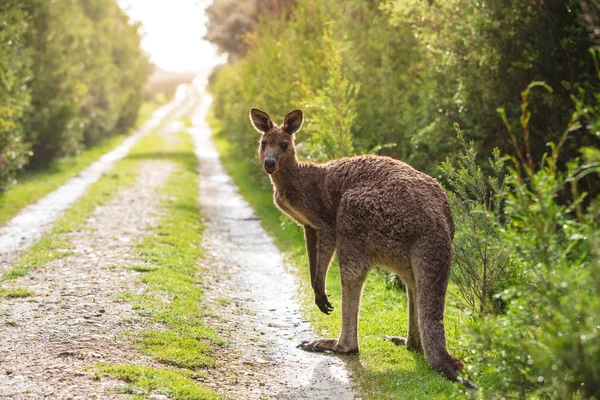 Grå Jättekänguru Macropus Giganteus Fläckvis Sen Eftermiddag Spåret Till Kilar — Stockfoto