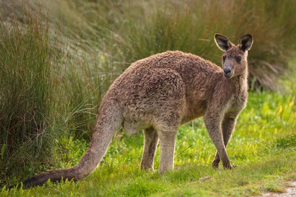 Eastern Grey Kangaroo Macropus Giganteus Spotted Late Afternoon Track Cotters — Stock Photo, Image