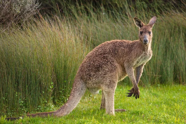 Eastern Grey Kangaroo Macropus Giganteus Spotted Late Afternoon Track Cotters — Stock Photo, Image