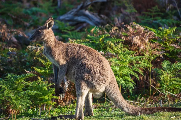 ウィルソン岬国立公園 ビクトリア オーストラリアでコッター ビーチにトラックに午後遅く斑点を付ける東の灰色のカンガルー カンガール諸 — ストック写真