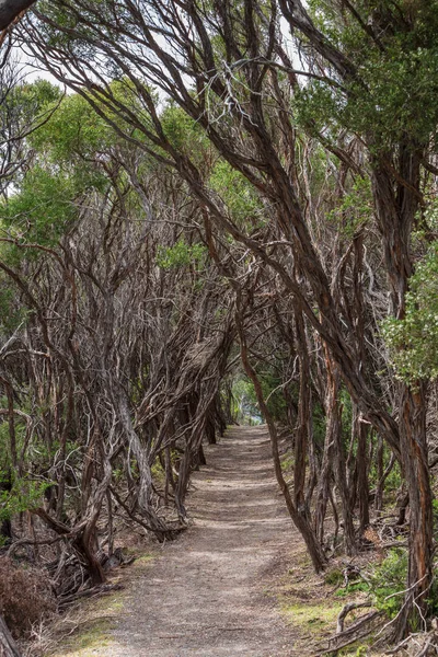 Parte Boscosa Pista Senderismo Oberon Bay Parque Nacional Wilsons Promontory — Foto de Stock