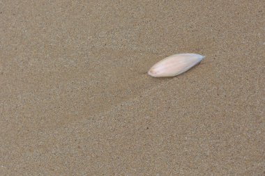 Mürekkep balığı kabuk Wilsons Promontory Milli Parkı, Victoria, Avustralya bir plajda bulunan