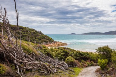 Orman yangını kalıntıları Wilsons Promontory Milli Parkı Victoria, Avustralya koyda Leonard ağaçlara zarar