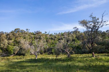 Forest beside a meadow in Wilsons Promontory national park, Victoria, Australia clipart