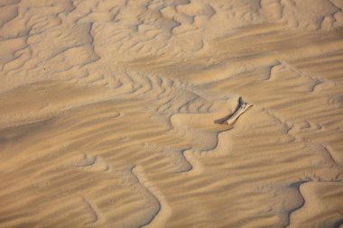 Çarpıcı kumul desenlerle biteviye-in woodat büyük Drift Wilsons Promontory Milli Park, Avustralya