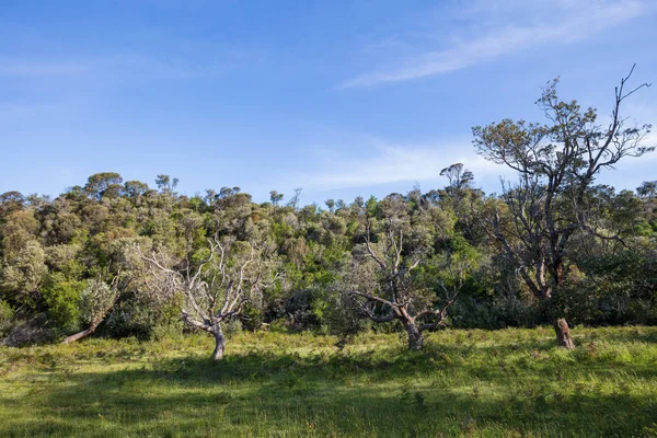 Erdő Mellett Egy Rét Wilsons Hegyfok Nemzeti Park Victoria Ausztrália — Stock Fotó
