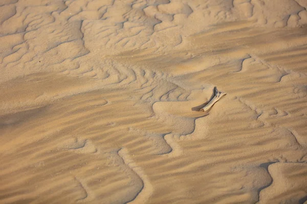 Superbes Motifs Dunes Sable Avec Morceau Bois Grande Dérive Dans — Photo