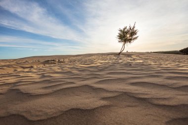 Çarpıcı kum tepeleri ve ağaca günbatımında büyük Drift Wilsons Promontory Milli Park, Avustralya
