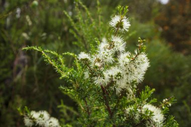 Kunzea Ambigua beyaz çiçekli bitki Wilsons Promontory Ulusal Parkı'nda, Victoria, Avustralya buldum.