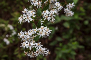 Wilsons Promontorty Ulusal Parkı'nda, Victoria, Avustralya buldum twiggy Daisy bush çiçek (Olearia ramulosa)