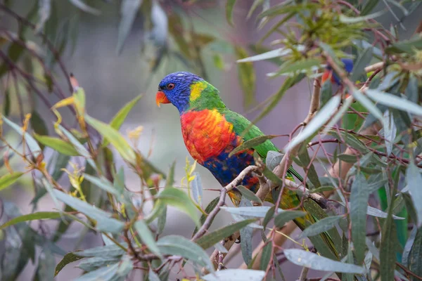 Eastern Rosella Está Alimentando Jardim Victoria Austrália — Fotografia de Stock