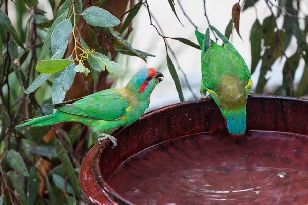 Eastern Rosella Está Alimentando Jardim Victoria Austrália — Fotografia de Stock