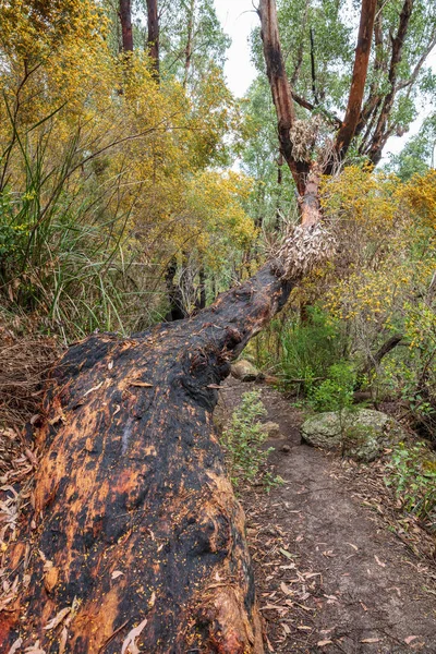 Árboles Goma Dañados Por Fuego Parque Nacional Wilsons Promomntory Victoria — Foto de Stock