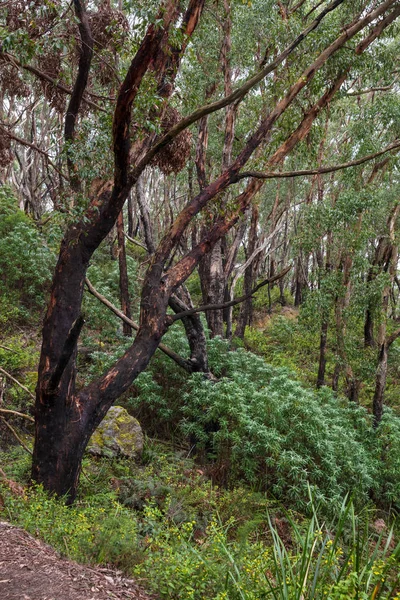 Walking Trail Wilsons Promontory Nationalpark Victoria Australien - Stock-foto