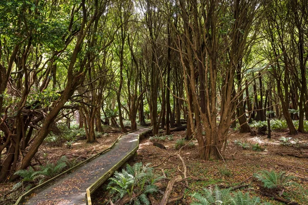 Sendero Pie Parque Nacional Wilsons Promontory Victoria Australia — Foto de Stock