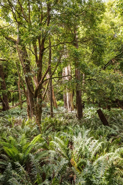 Gyaloglás Nyom Wilsons Hegyfok Nemzeti Park Victoria Ausztrália Stock Fotó