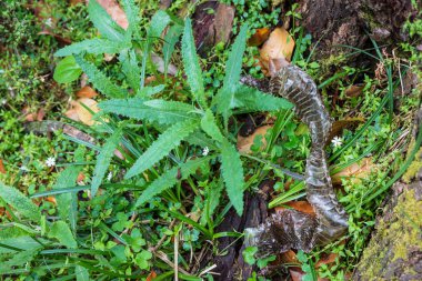 Bir ormanda Wilsons Promontory Milli Parkı, Victoria, Avustralya yılanı büyüdükçe, döken bir atılan yılan derisi bulundu