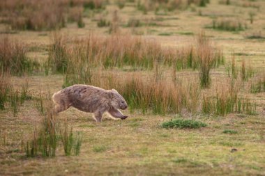 Otlak Wilsons Promontory Milli Park, Victoria, Avustralya ile çalışan wombat