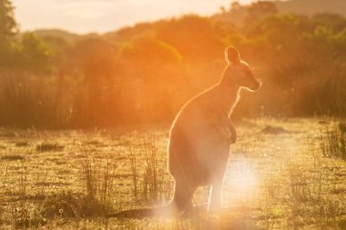 Mercek parlaması Wilsons Promontory Milli Parkı, Victoria, Avustralya içinde kasıtlı bir kullanımı ile gün batımında karşılaşılan bir Doğu gri kanguru
