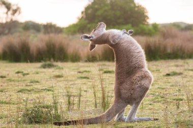Bir Doğu gri kanguru Wilsons Promontory Milli Park, Victoria, Avustralya gün batımında karşılaştı