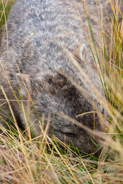 Wombat Che Nutre Tra Erba Nel Parco Nazionale Del Wilsons — Foto Stock