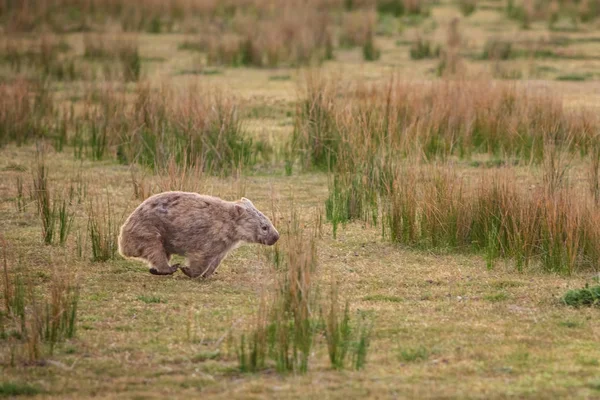 Wombat Běh Přes Louky Wilsonovým Promontory Victoria Austrálie — Stock fotografie