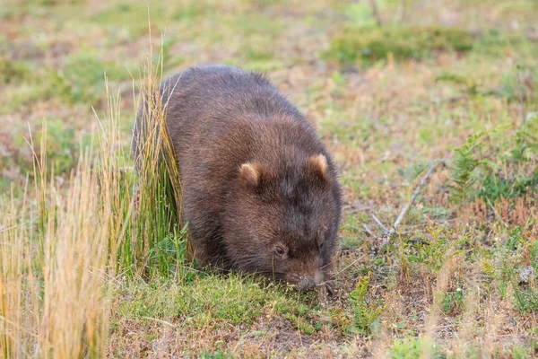 Wombat Běh Přes Louky Wilsonovým Promontory Victoria Austrálie — Stock fotografie