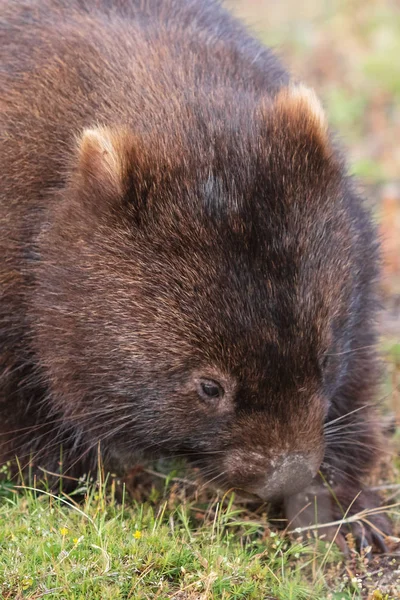 Wombat Běh Přes Louky Wilsonovým Promontory Victoria Austrálie — Stock fotografie