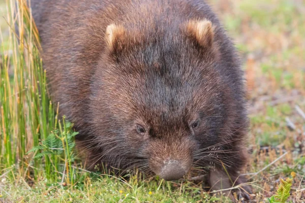 Wombat Běh Přes Louky Wilsonovým Promontory Victoria Austrálie — Stock fotografie