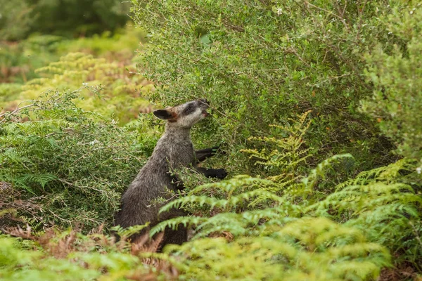 Bažina Wallaby Přiživuje Místní Vegetace Wilsonovým Promontory Victoria Austrálie — Stock fotografie