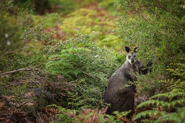 Een Moeras Wallabie Feeds Lokale Vegetatie Wilsons Promontory National Park — Stockfoto