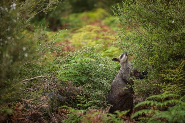 Bažina Wallaby Přiživuje Místní Vegetace Wilsonovým Promontory Victoria Austrálie — Stock fotografie