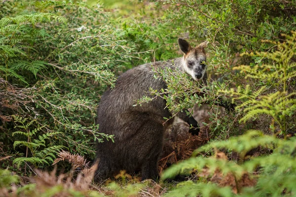 Bažina Wallaby Přiživuje Místní Vegetace Wilsonovým Promontory Victoria Austrálie — Stock fotografie